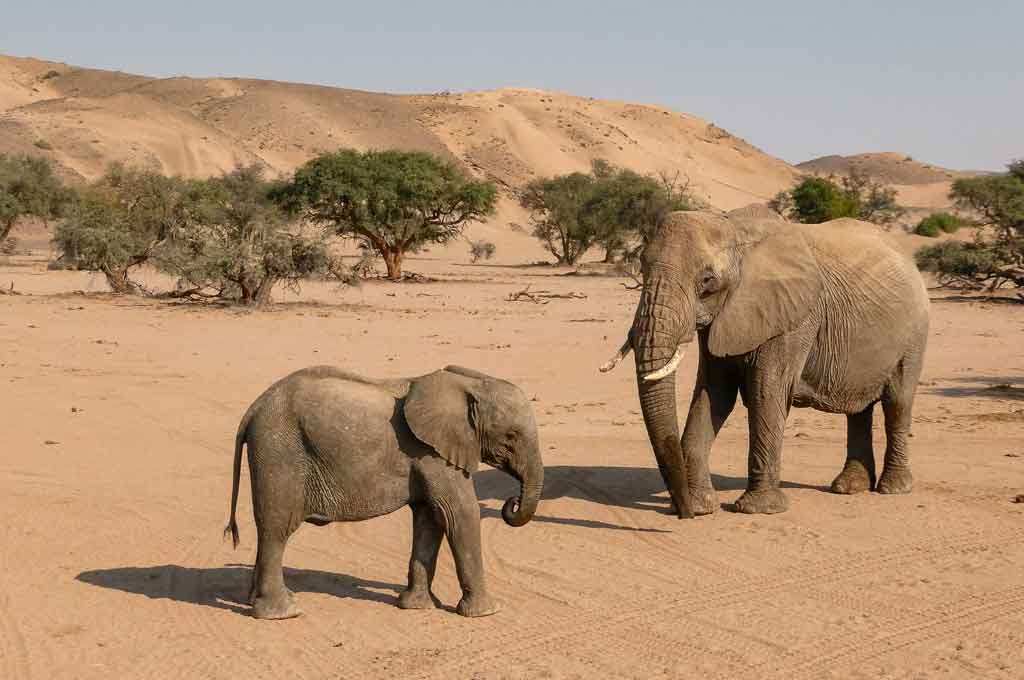 Immer wieder schön Wüstenelefanten